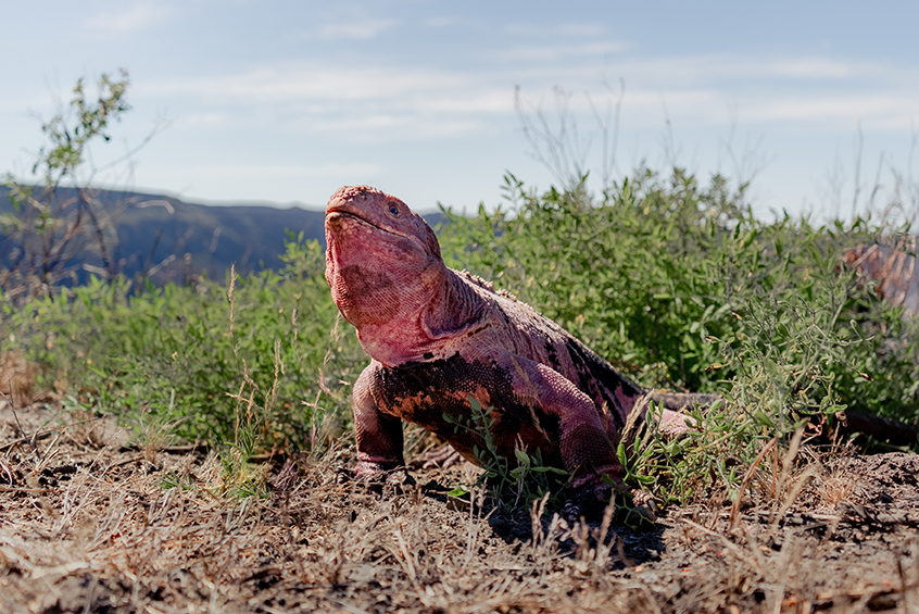 ピンクイグアナが絶滅寸前 日本ガラパゴスの会 Jaga