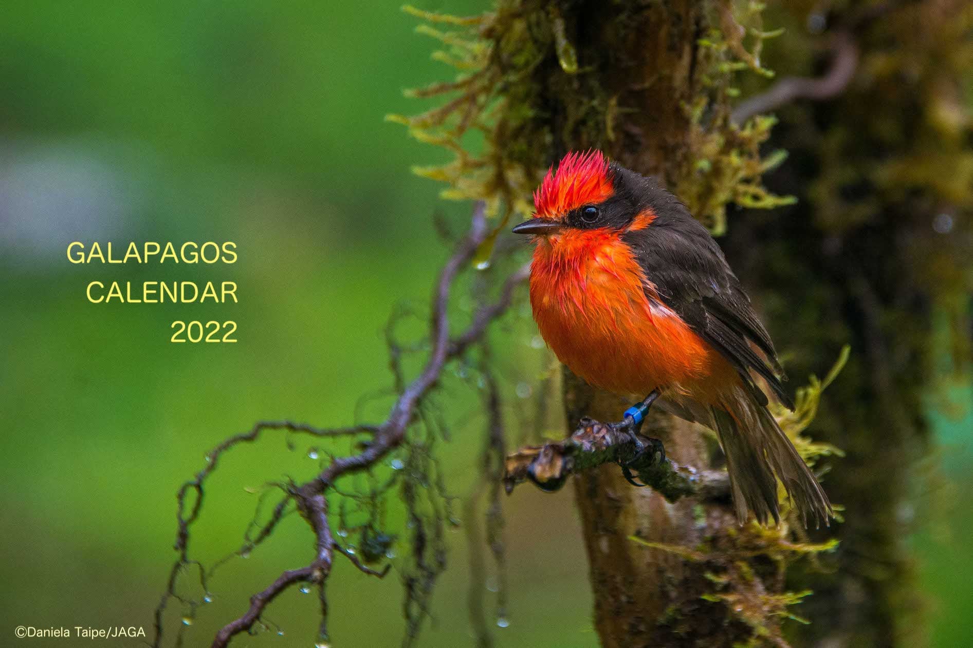 「ガラパゴスカレンダー2022」で、ガラパゴス諸島の保全を応援してください！