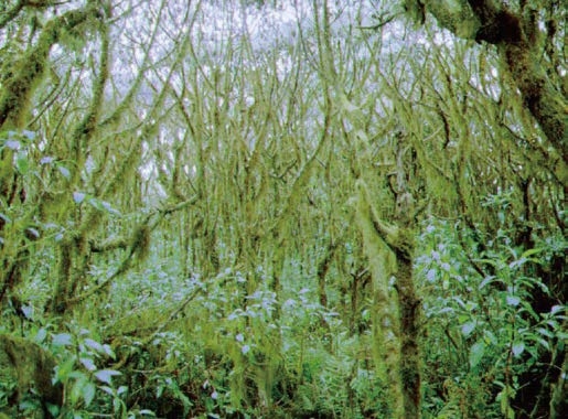 スカレシア林と外来種の侵入