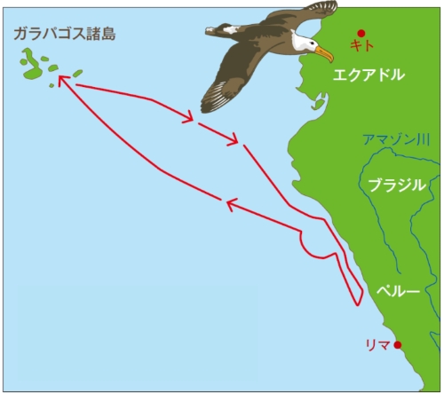 ガラパゴスアホウドリの採食飛行