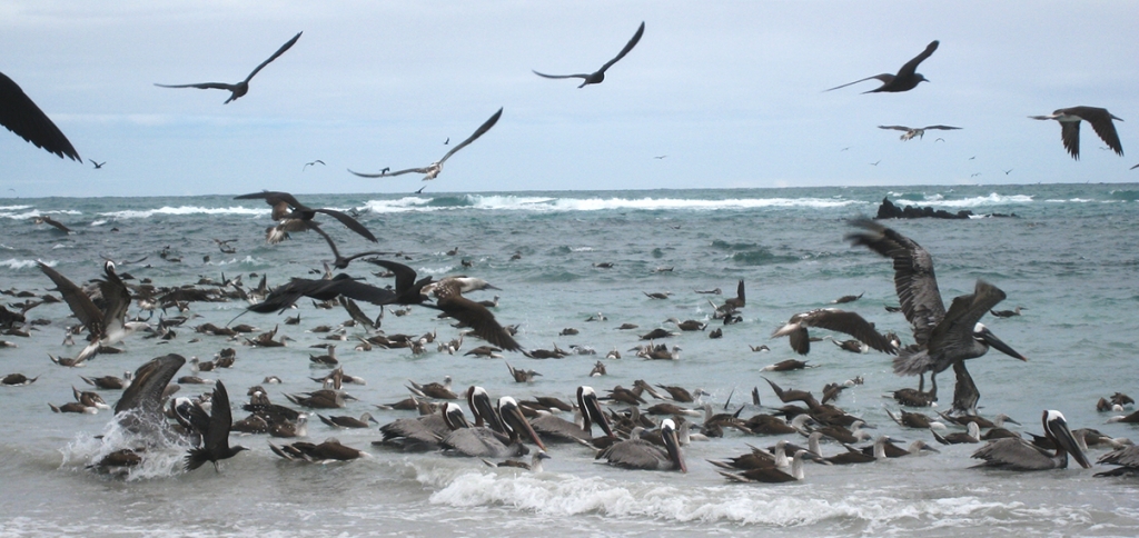 アオアシカツオドリの採食に群がる海鳥たち