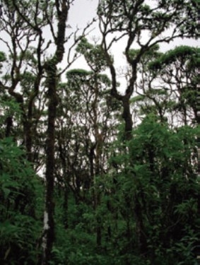 スカレシアの高木種