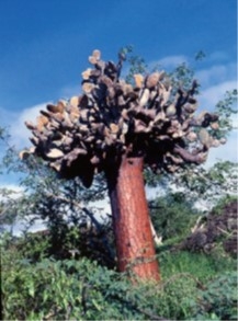ウチワサボテンの巨木種-1