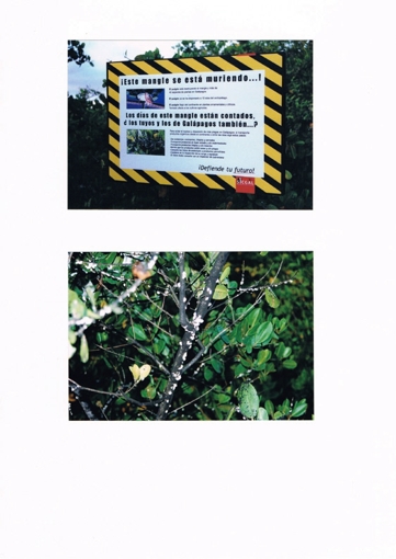 カイガラムシの被害を伝える看板とマングローブ
