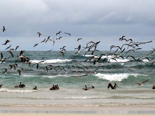 海鳥たちの壮大な採餌風景