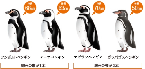 フンボルトペンギン属の外見の違い